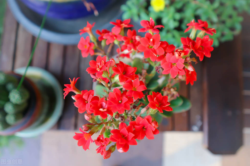 适合家庭养的带香味的无毒花,10种健康花