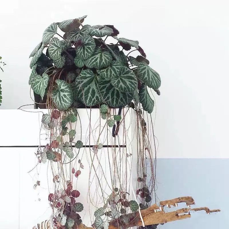 推荐4种垂吊花，不开花也好看，家里养几盆，呼呼长成绿窗帘