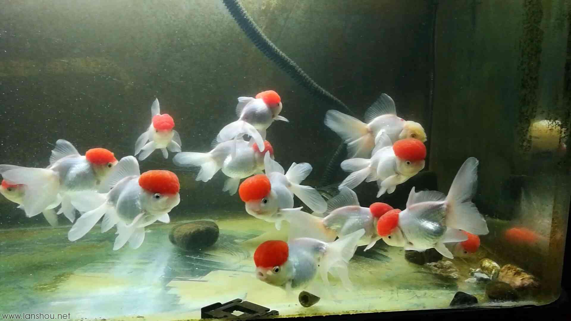 新手养金鱼选择什么底沙,养金鱼哪个品种好看