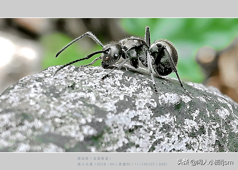 手机昆虫摄影：蚂蚁随处见，手机人人有，有想过用手机拍蚂蚁吗？