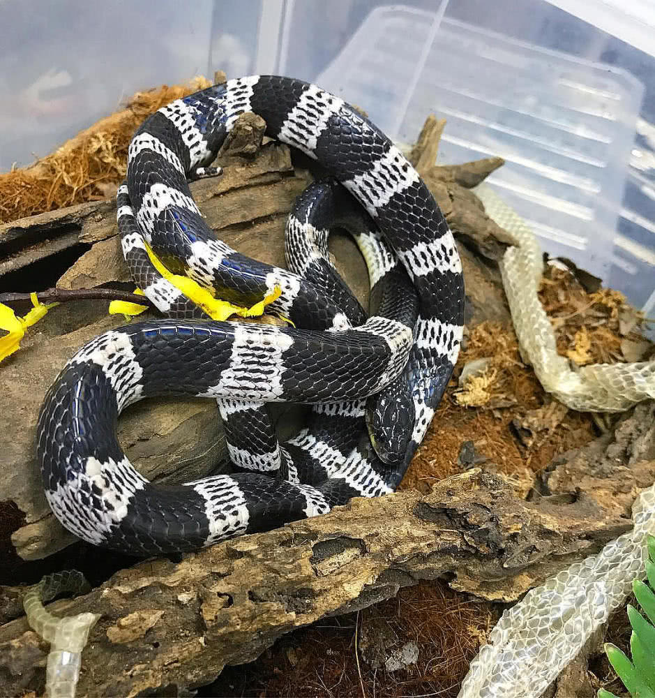 贵州被毒蛇咬了去哪个医院,野外银环蛇咬伤事件