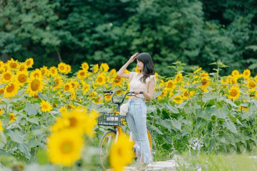 向日葵花海景点成都双流,双流周边向日葵景区在哪里