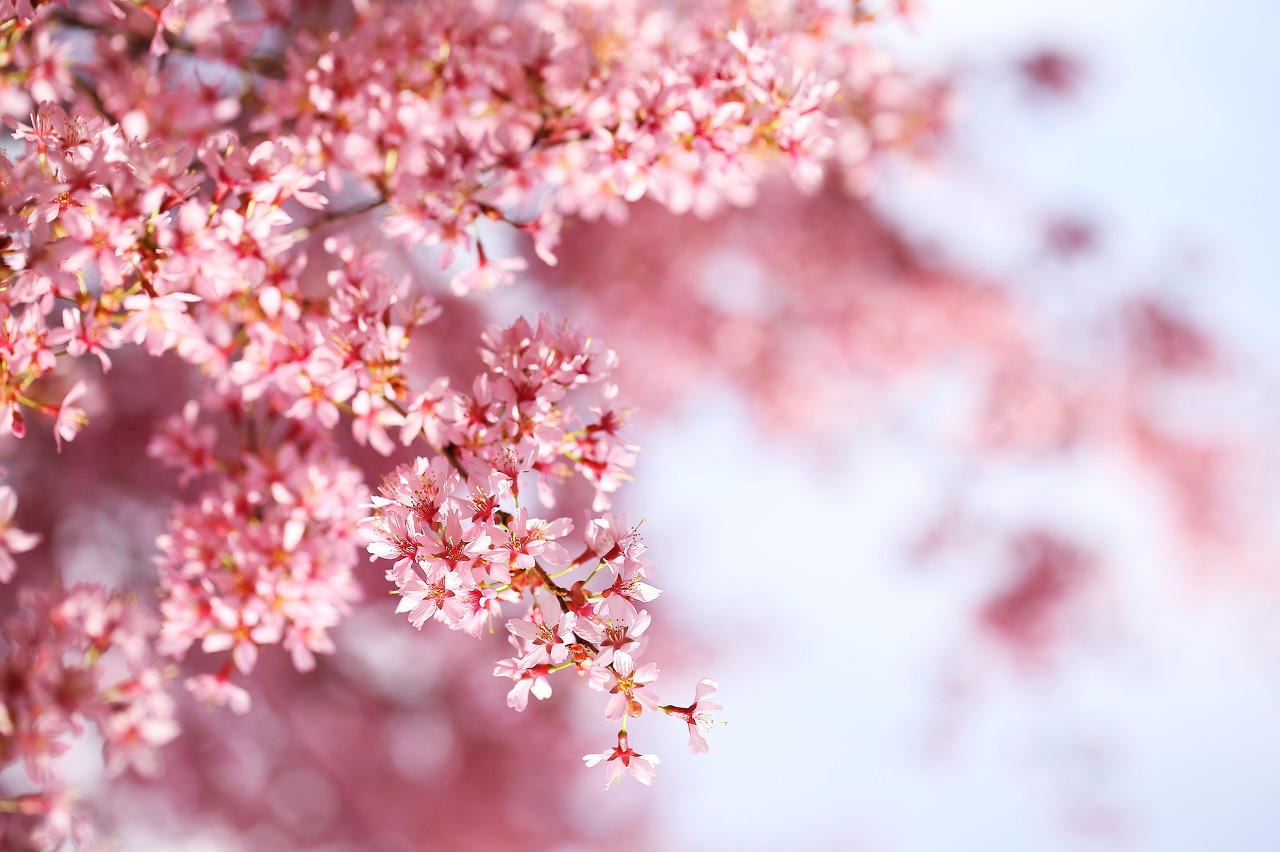 江苏无锡看樱花,太湖樱花岛太美了