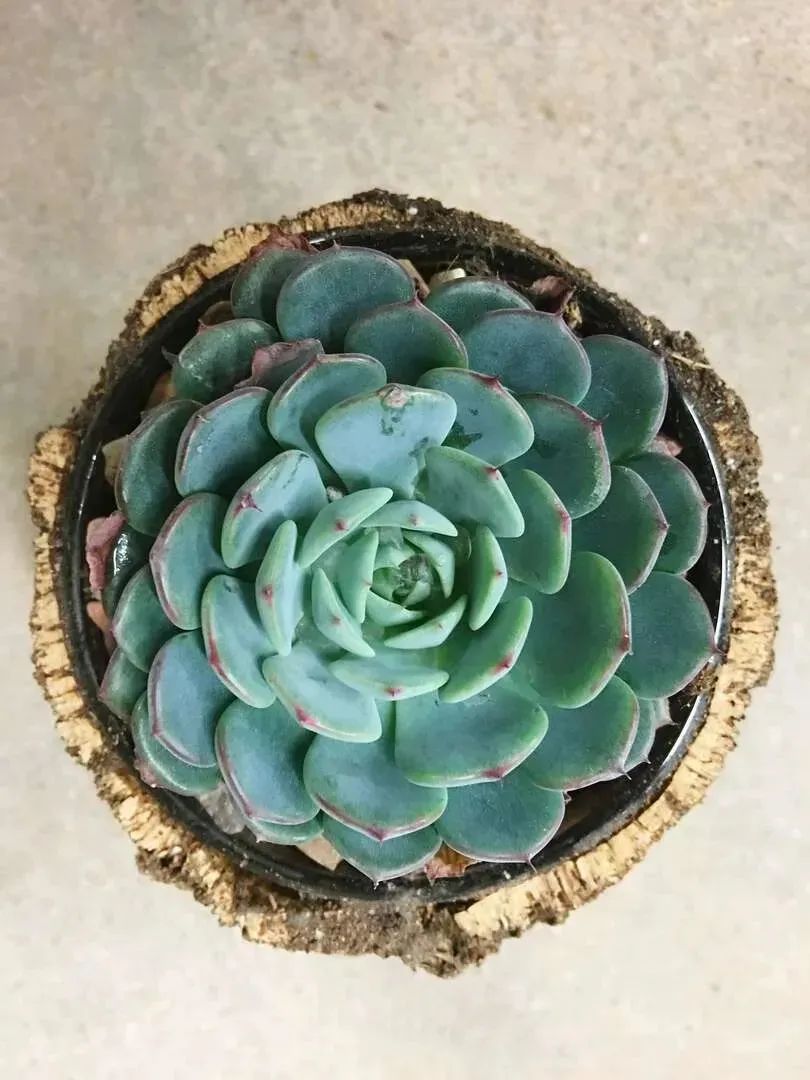 养多肉植物掌握几个要点,新手多肉植物如何养殖才能养得好