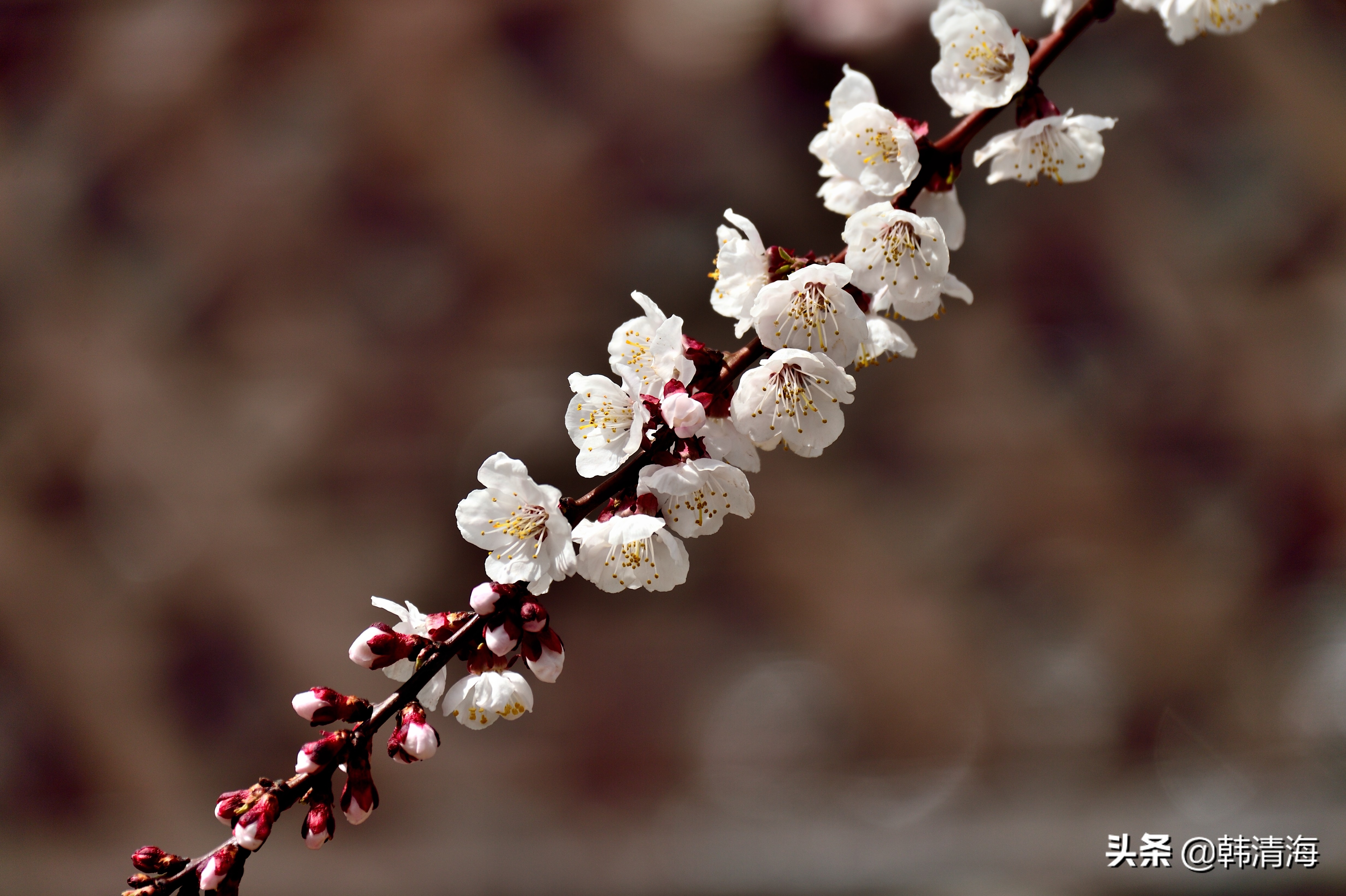 天津市南开区水畔花园新房,天津杏花什么时候开花