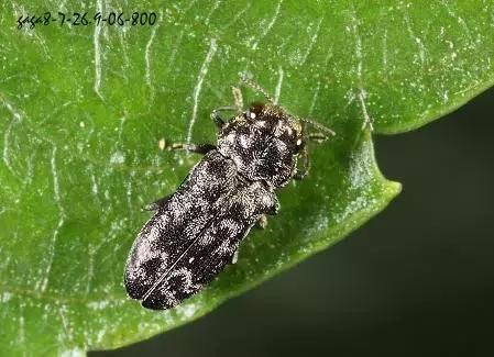 柑橘爆皮虫应该如何防治,柑橘爆皮虫的防治最佳时期