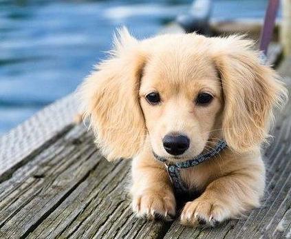 狗狗身上爬满了跳蚤怎么办,狗狗驱虫半个月身上有跳蚤怎么办