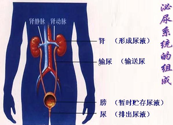 八年级下册生物书知识点,初一下册生物期中知识点