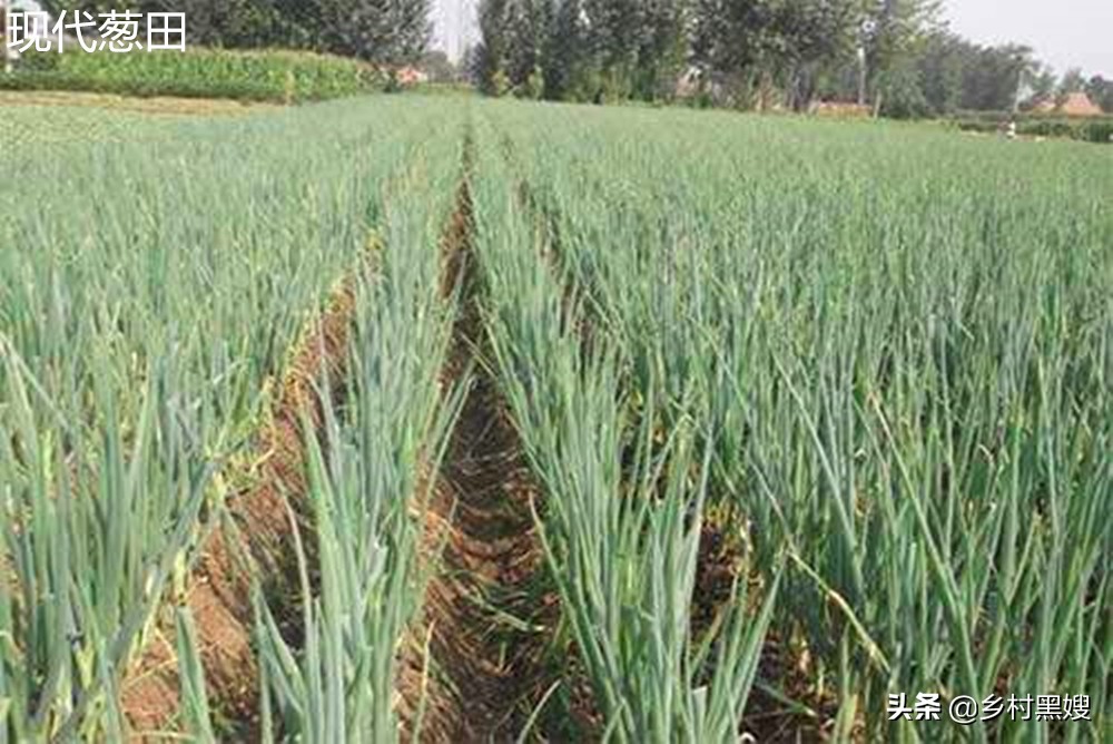 葱的尴尬命运,不被重视又不可或缺,一口气搞懂葱的前世今生