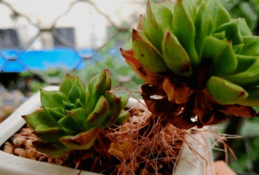 多肉长根不长芽怎么办,多肉杆上长胡须是怎么回事