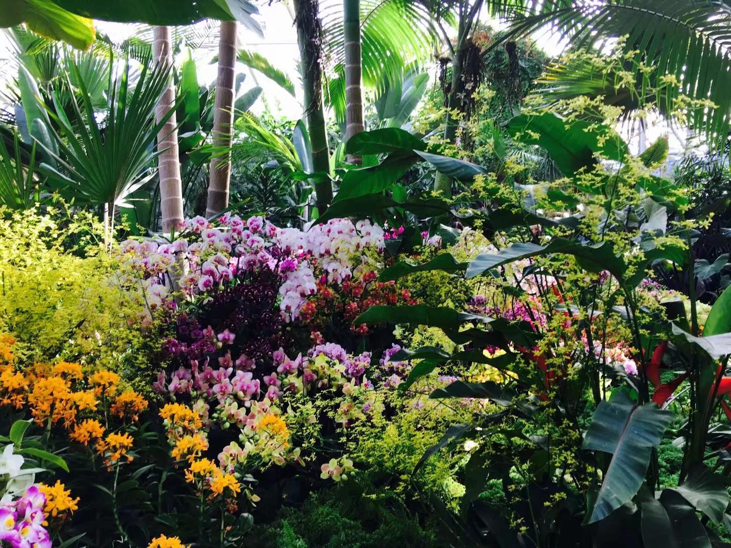 兰花最美的季节是冬季,北方冬季赏兰花