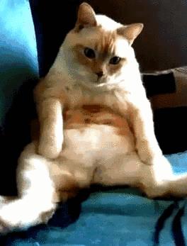 绝育后的猫为什么会变胖？怎么给猫咪减肥？