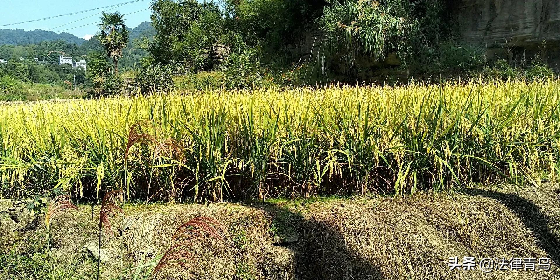 家庭农场土地承包纠纷案例,农民专业合作社纠纷案例