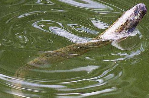 大立方水桶室内养殖台湾泥鳅,台湾泥鳅的工厂化高密度养殖技术