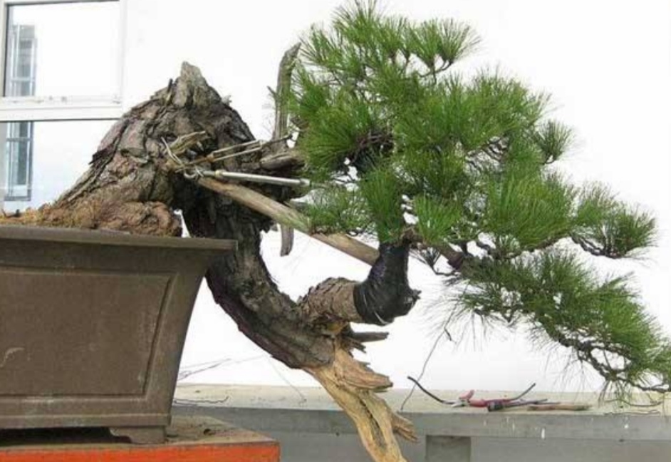 如何选择山上的野松树做盆景,松树盆景怎么种成活率高呢