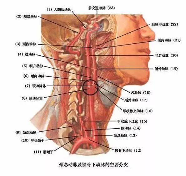 *乱暴**导火索！两次尸检结论相悖，中国医生揭示死亡真相，颈部不能被挤压，真正原因是窒息