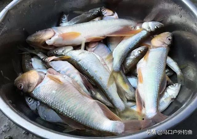 钓马口鱼的最佳方法路亚,路亚溪流钓马口鱼的最佳方法