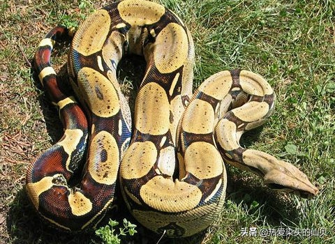 爬行动物蛇蜥,蝮蛇稀有爬行动物