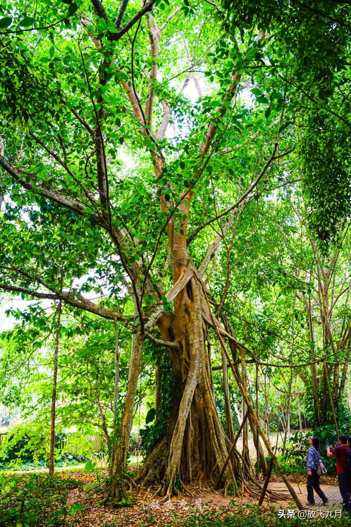 西双版纳必玩三个景点旅游攻略,西双版纳主要景点自由行