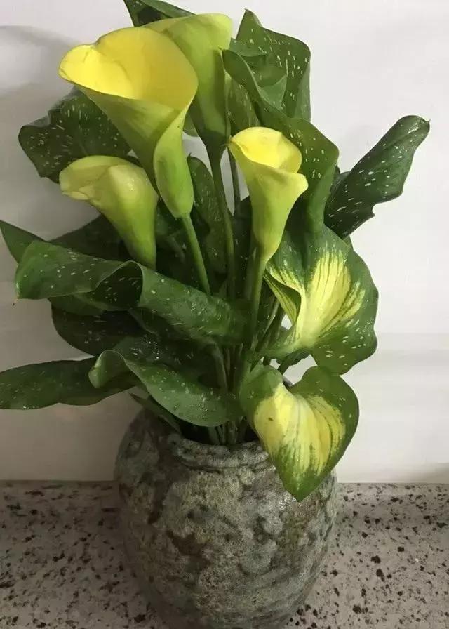 白掌与马蹄莲的区别是什么呢,白掌和马蹄莲是一种花吗图片