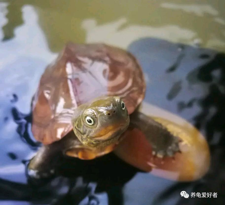 乌龟腐皮怎么治最有效果,乌龟如何预防腐皮