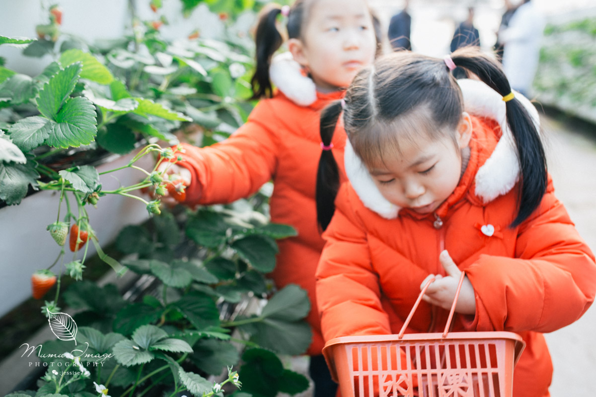 几百亩草莓采摘基地，无销售，不够卖，老板：绿色天然无公害