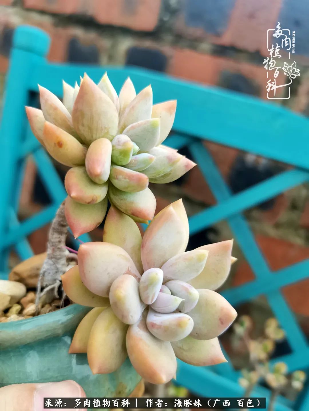 七月的雨,八月的风,多肉植物,我还是喜欢你