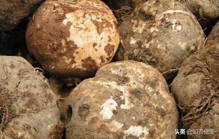 地种什么最赚钱又不愁销路,大路边种什么最赚钱又好看