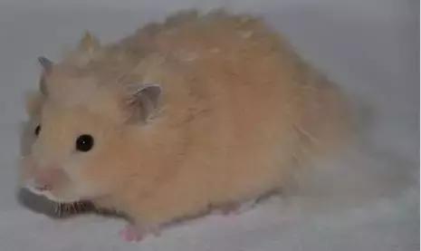 仓鼠种类大仓鼠,仓鼠的详细资料仓鼠的种类