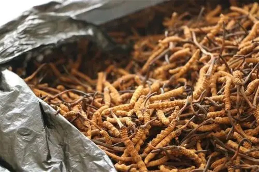 冬虫夏草现价一斤多钱,冬虫草卖五六万一斤值吗