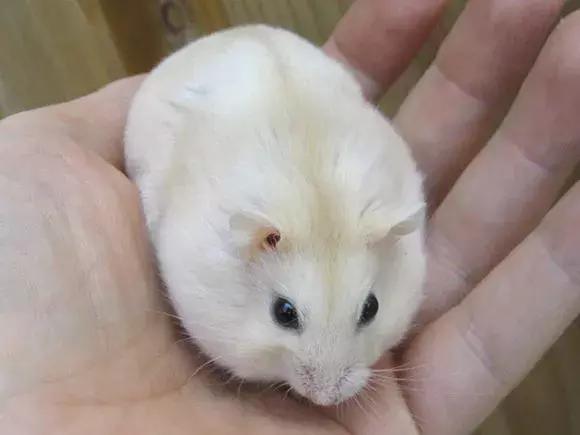 坎贝尔仓鼠和加卡利亚仓鼠,仓鼠生育的小仓鼠种类