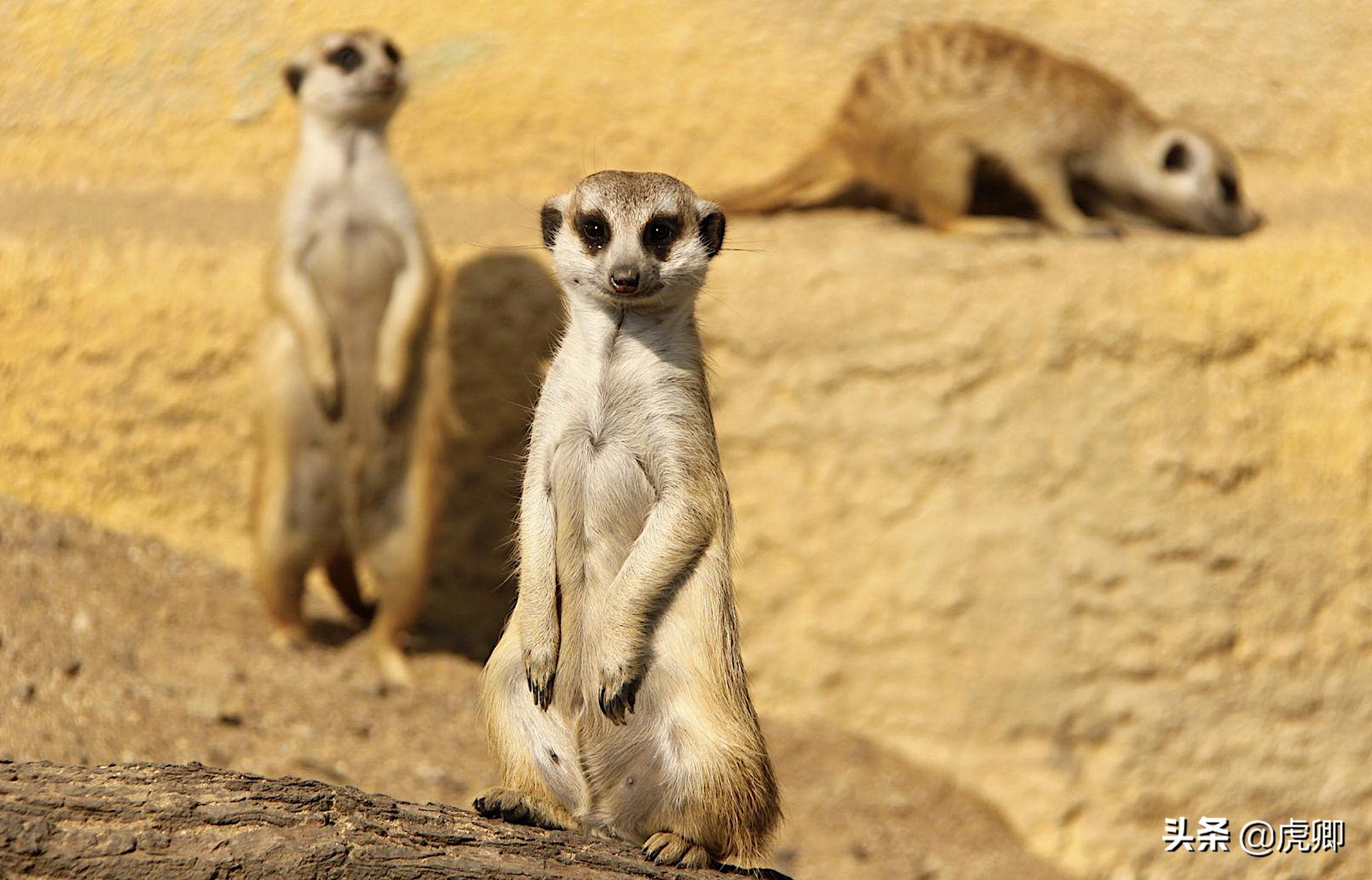 狐獴女王独揽生殖权,生产70子女,女儿篡位后如何处置母亲?