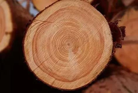 玩木头推荐木材,玩木头的十大好处