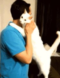 猫咪会笑吗表情,猫咪会笑