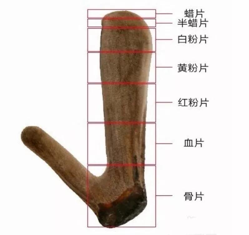 鹿茸滋补,鹿茸滋补最好的佳品是