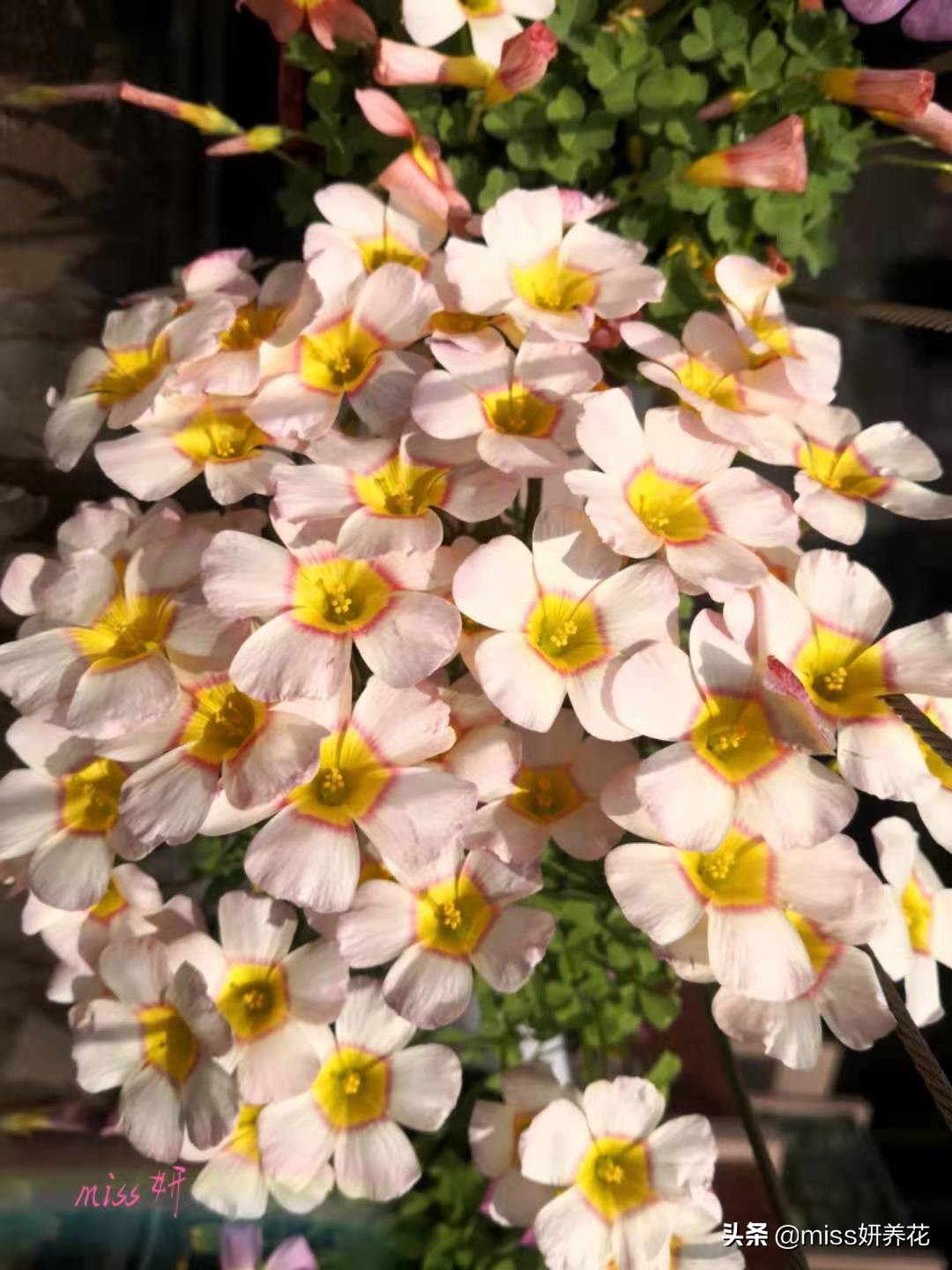 酢浆草种球品种图鉴大全,酢浆草种球品种图鉴