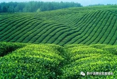 凤冈锌硒茶真的有锌硒吗,凤冈锌硒茶是田坝产的吗