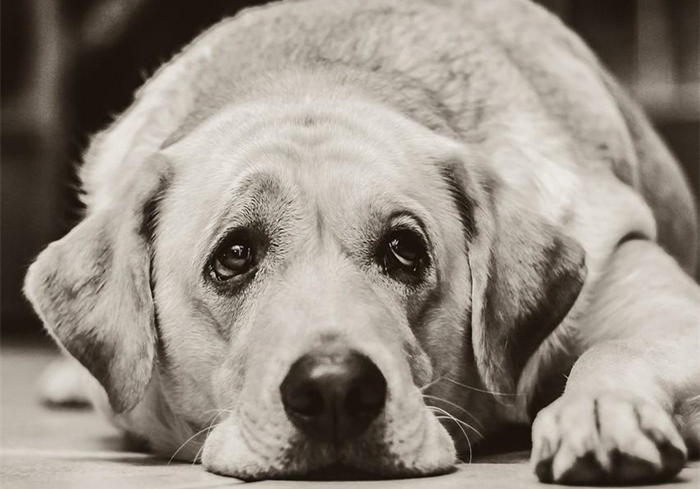 犬蛋白丢失性肠炎是什么引起的,犬蛋白丢失性肠炎