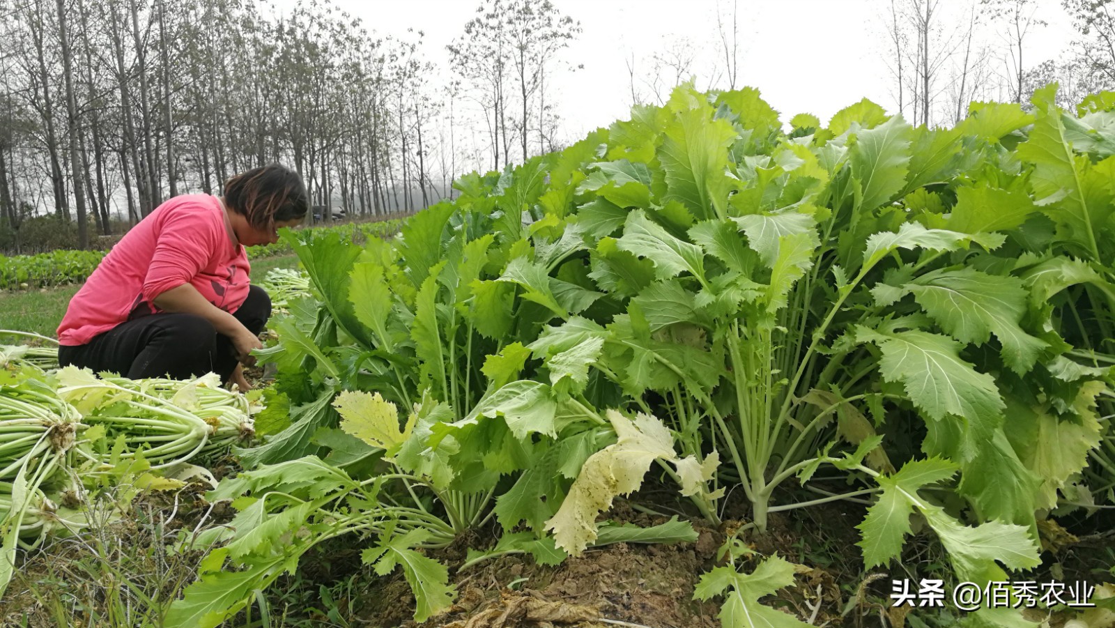 冬天不怕冻的蔬菜有哪些,南方冬天不怕冻的蔬菜