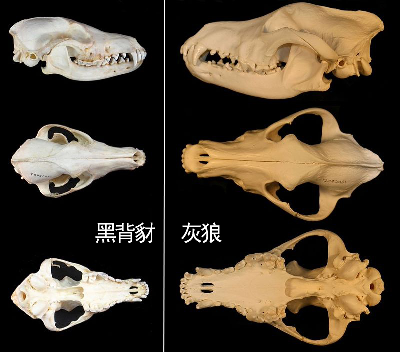 黑背豺,黑背豺哺育幼崽