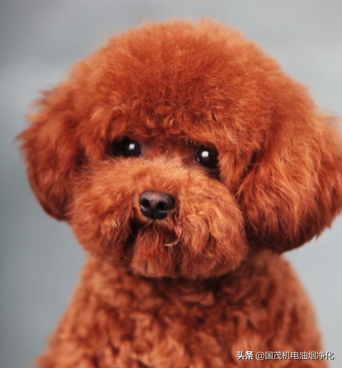 女子用餐厅餐具喂狗后续,女子用饭店餐盘喂狗