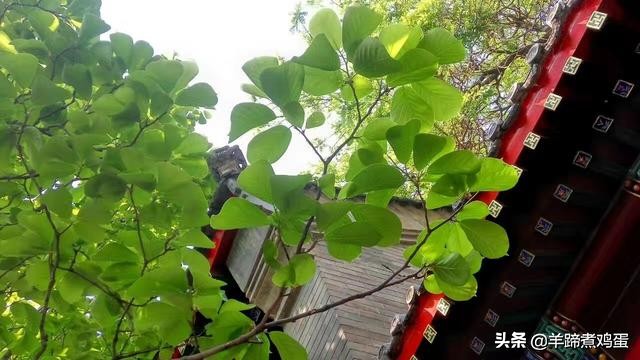 游玩北京香山公园之行,7月的北京香山公园图片