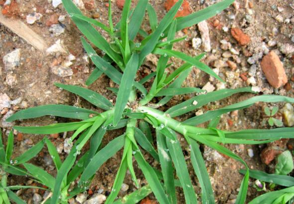 园林植物出现恶性杂草——牛筋草,怎么安全高效防除呢?