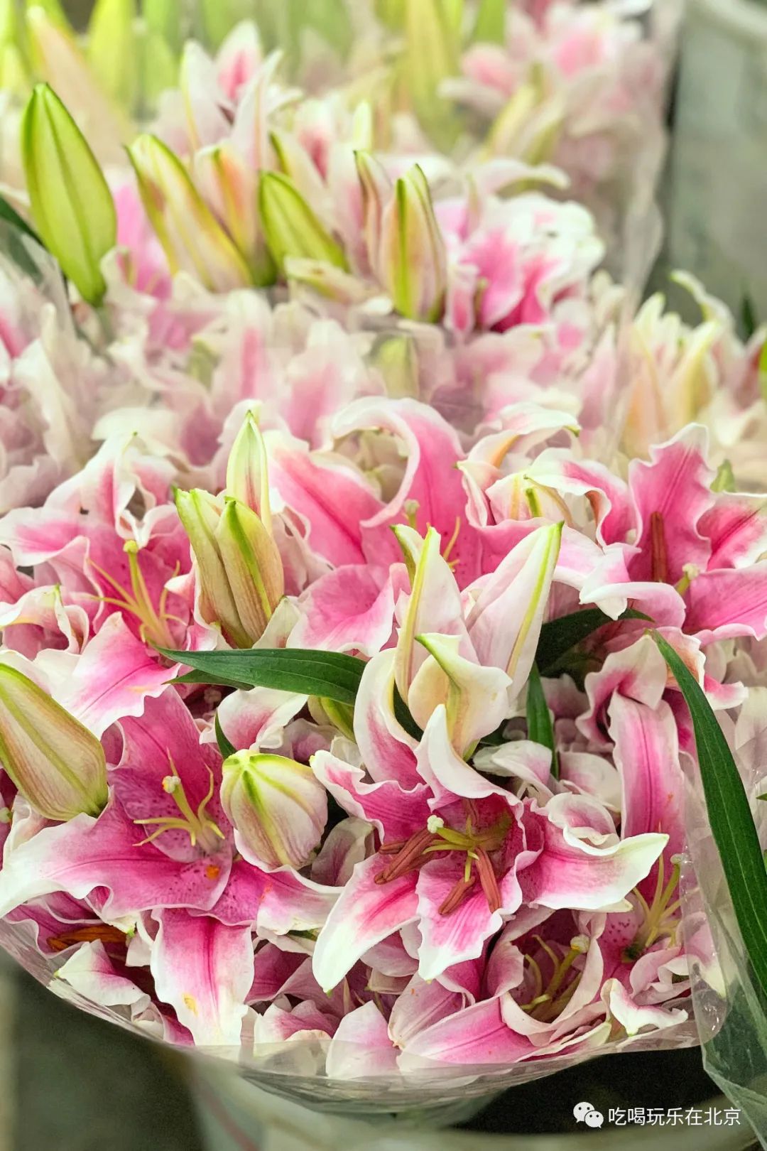 北京花市攻略大全,北京最美赏花景点