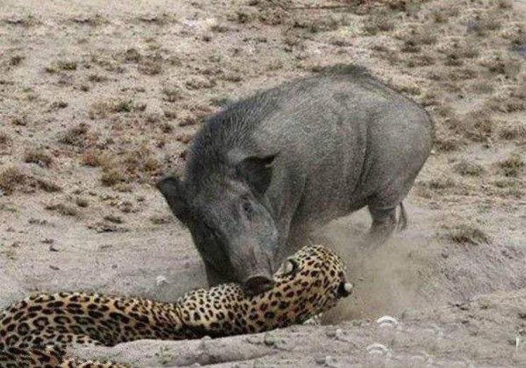 猪为什么不怕毒蛇还吃蛇,猪是蛇克星是什么意思