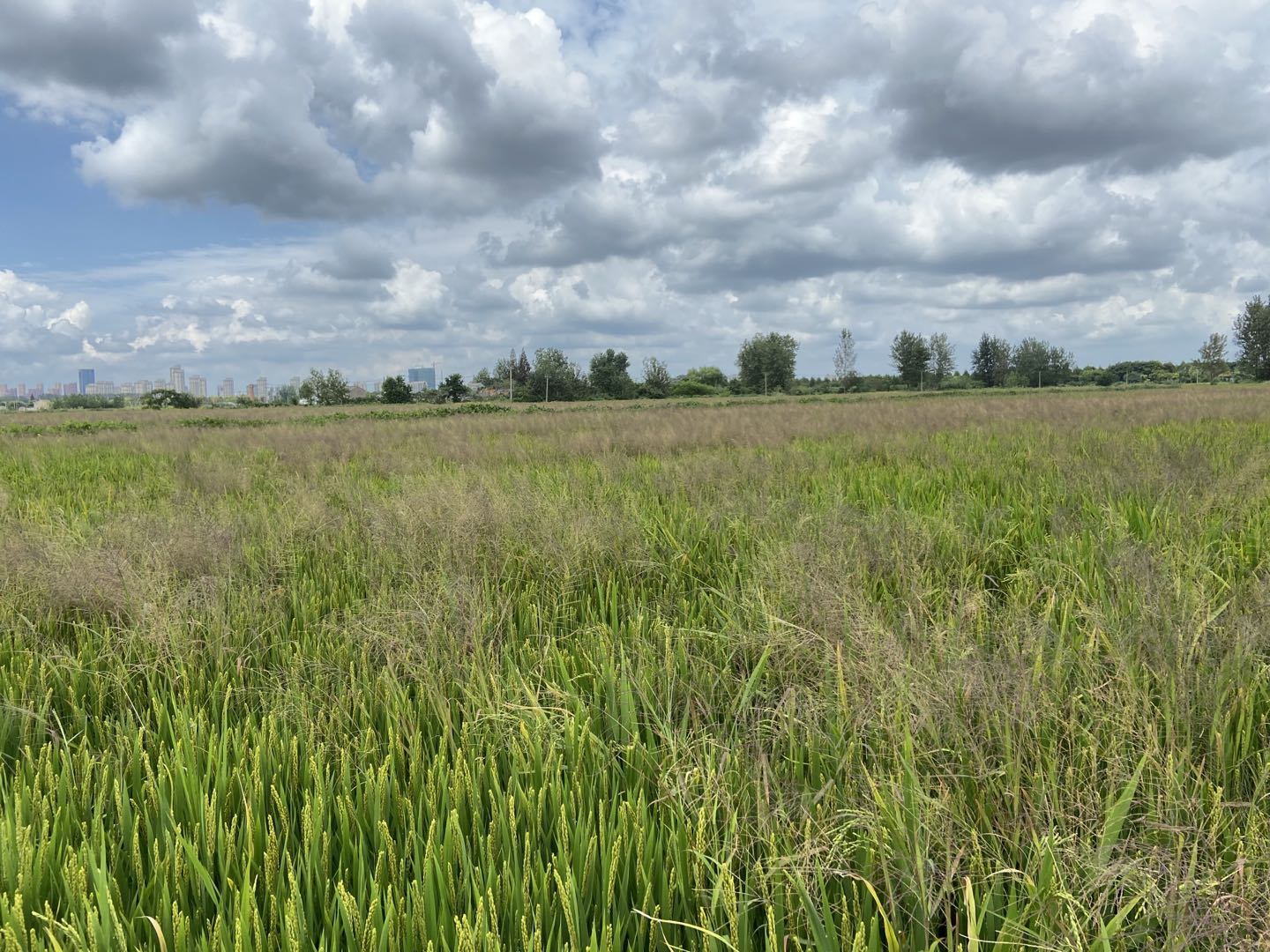 网购一瓶农药,农药经销商卖假农药