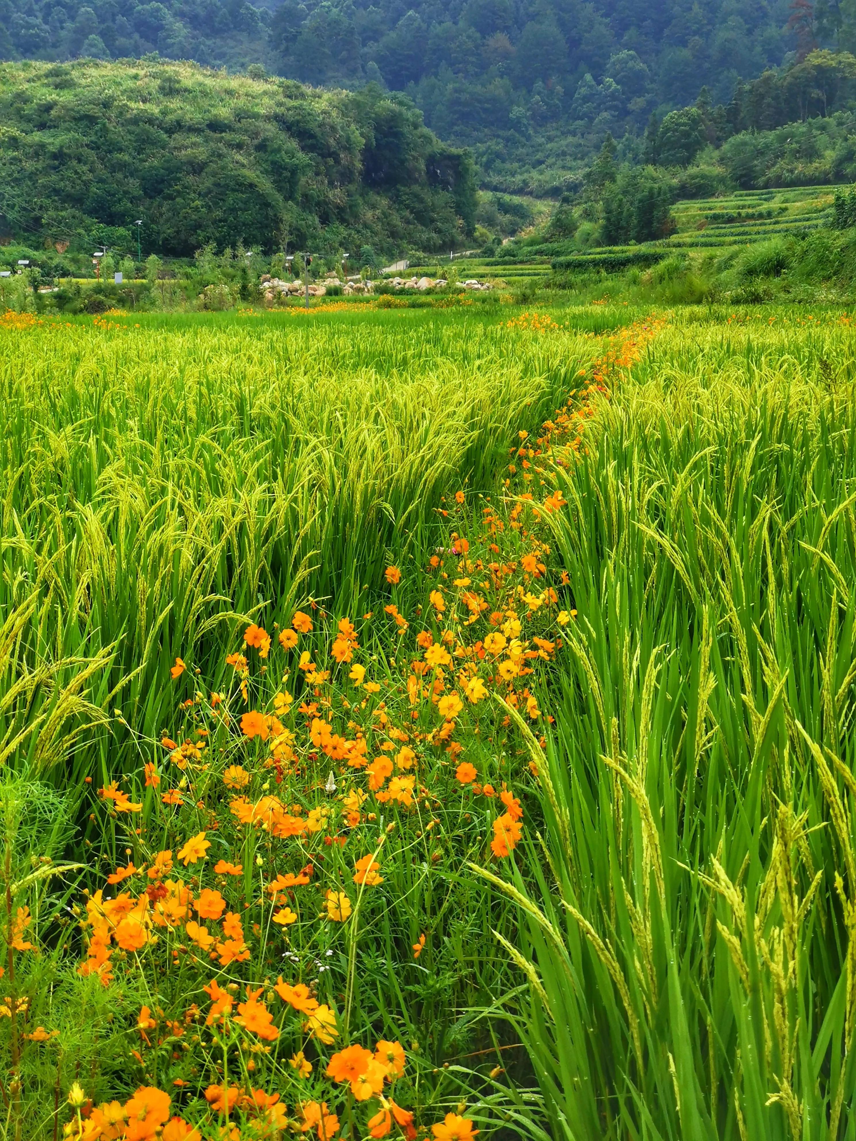 你会去莲花玩吗？我找到了3个“趣味点”，玩了一次跟着喜欢走