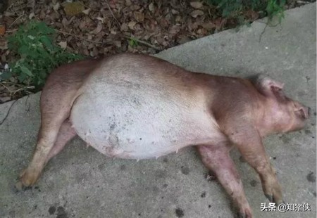 养猪场猪频繁死肚子胀气,猪肚子胀气的原因及解决方法