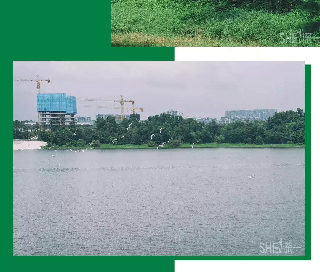 深圳市美美美,深圳最美免费水库