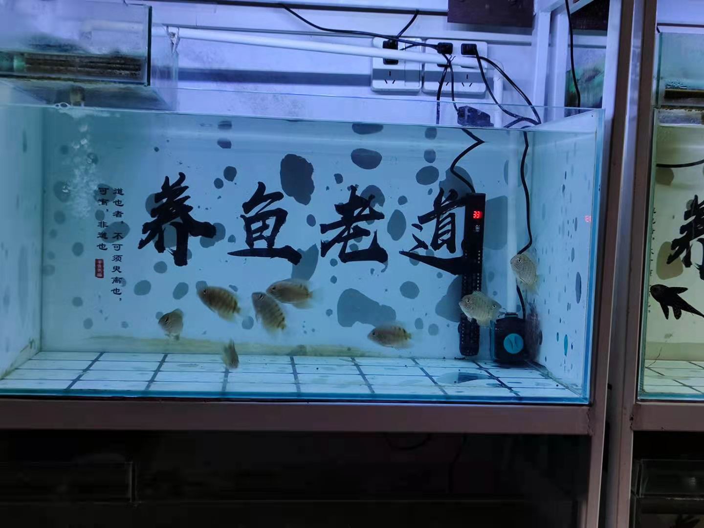 多财多福鱼缸漏水用什么修补,鱼缸漏水最佳修补方法